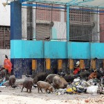 My First Impression of Calcutta
