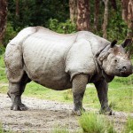 The Animals of Jaldapara Wildlife Sanctuary