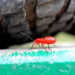 Flipnomad’s Photo Thursday – Small Surprises