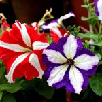 Flipnomad’s Photo Thursday – Striped Flowers