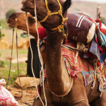 Desert Safari in Jaisalmer Part 3 – Into the Desert We Go