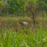 The Wildlife of Chitwan National Park