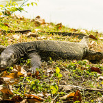Urban Safari in Lumphini Park