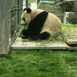Beijing Zoo and the Great Panda House
