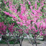 Yuyuantan Park: Best Place to see Cherry Blossoms in Beijing