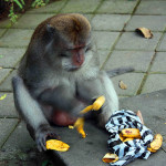 Ten Survival Tips for Visitors of Sacred Monkey Forest Ubud