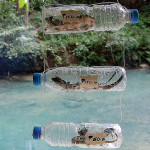 FlipNomad’s Photo Thursday – Lizard in a Bottle