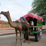 FlipNomad’s Photo Thursday – Camel Carriage in Agra