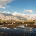 Flipnomad’s Photo Thursday – Grazing Sheeps of Nubra Valley