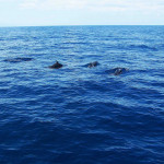 Flipnomad’s Photo Thursday – Dolphins at Bais